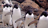 jip-penguin-200-54978